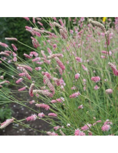 Sanguisorba officinalis 'Pink Tanna' - zdravilna strašnica