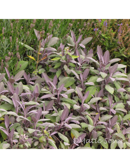 Salvia officinalis 'Purpurascens' XL - žajbelj