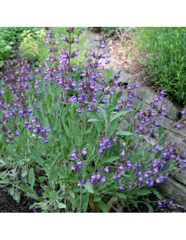 Salvia officinalis - žajbelj