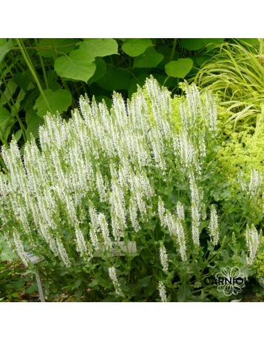 Salvia nemorosa 'Adrian' - kadulja