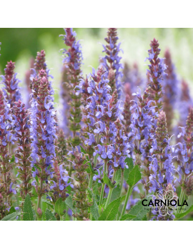 Salvia nemorosa 'Blauhügel'