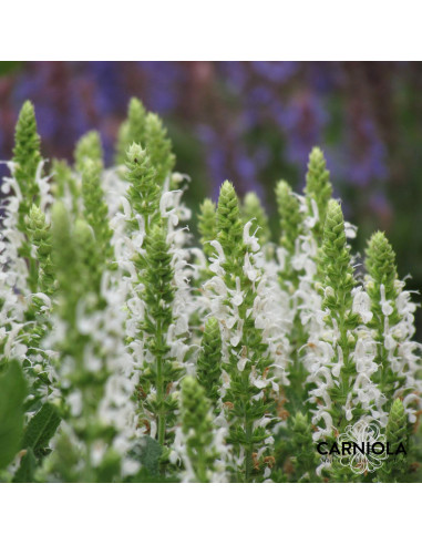 Salvia nemorosa 'Adrian' - kadulja