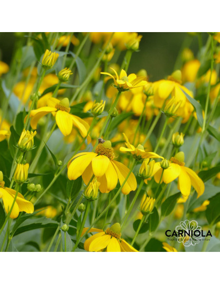 Rudbeckia nitida 'Herbstsonne' XL - rudbekija