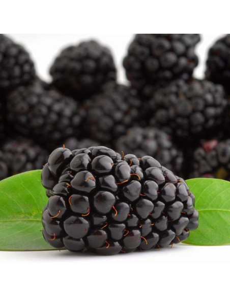 Rubus fruticosus 'Triple Crown' - robida brez trnov