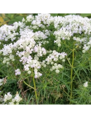 Pycnanthemum tenuifolium - gorska meta