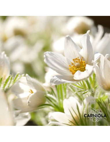 Pulsatilla vulgaris 'Pinwheel White' - kosmatinec