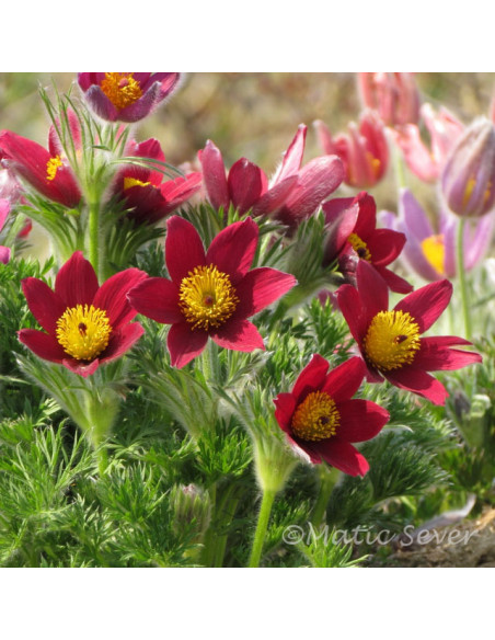 Pulsatilla vulgaris 'Pinwheel Dark Red' - kosmatinec