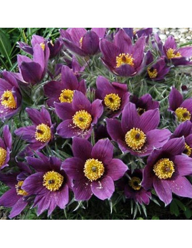 Pulsatilla vulgaris 'Pinwheel Blue Violet Shades' - kosmatinec