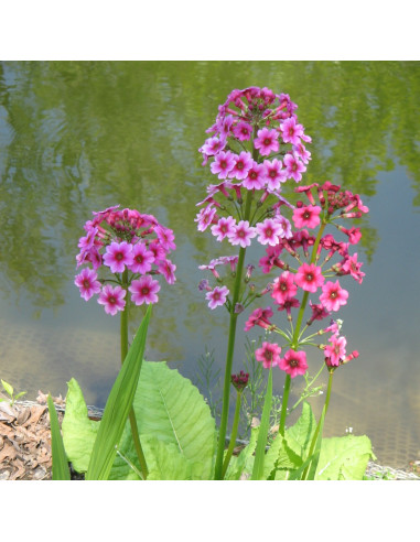 Primula japonica 'Millers Crimson' - japonski jeglič