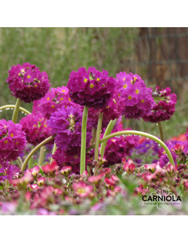 Primula denticulata 'Prom Deep Rose' - obloglavi jeglič