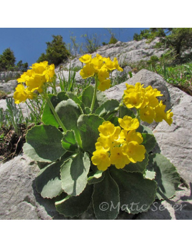 Primula auricula - avrikelj, lepi jeglič