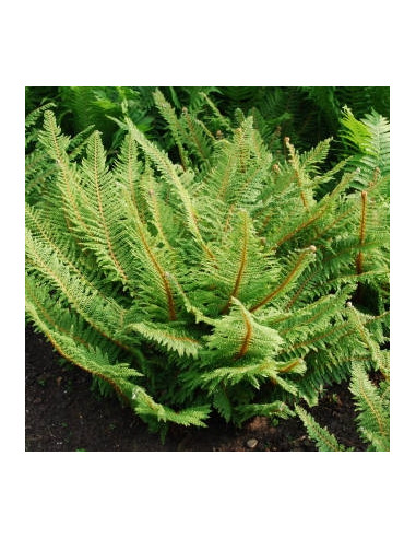 Polystichum setiferum 'Herrenhausen' - podlesnica