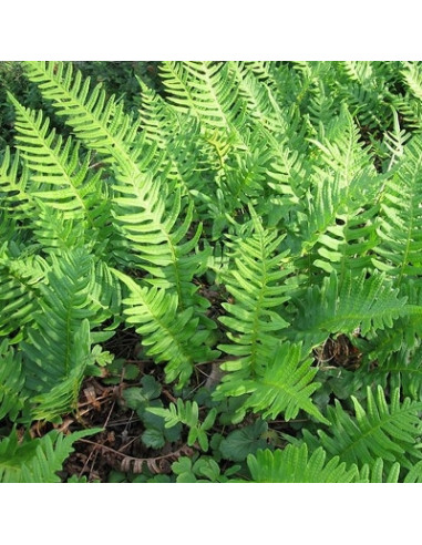 Polypodium vulgare XL - sladka koreninica