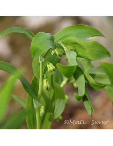 Polygonatum multiflorum