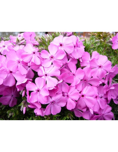 Phlox subulata 'McDaniel's Cushion' - iglasta plamenka