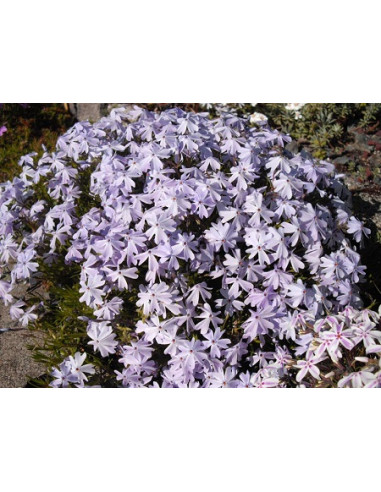 Phlox subulata 'Emerald Cushion Blue' - iglasta plamenka