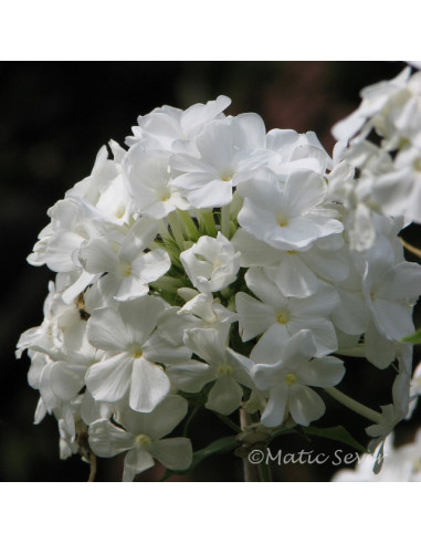 Phlox paniculata 'Mount Fuji' - latasta plamenka