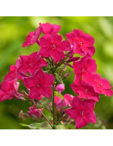 Phlox paniculata 'Red Riding Hood' XL - latasta plamenka