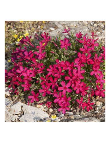 Phlox douglasii 'Ochsenblut' - plamenka