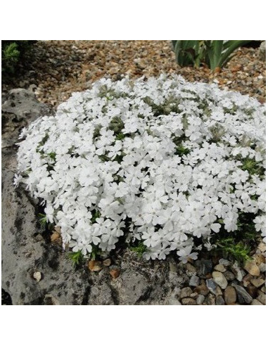 Phlox douglasii 'White Admiral' - plamenka