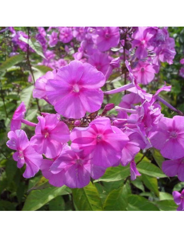 Phlox amplifolia 'Winnetou' XL- plamenka