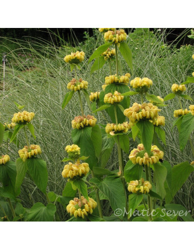 Phlomis russeliana - flomis