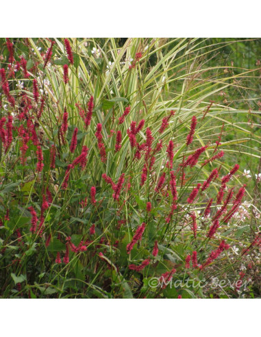 Persicaria amplexicaulis 'Dark Red' XL - svečasta dresen