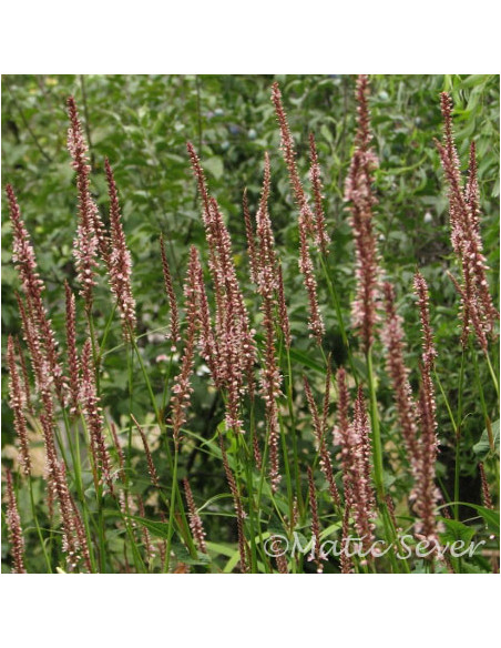 Persicaria amplexicaulis 'Rosea' - dresen