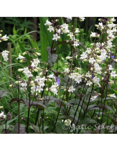 Penstemon digitalis 'Husker Red' - penstemon