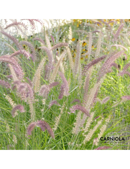 Pennisetum 'Flamingo' - perjanka
