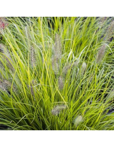 Pennisetum J. S. 'Jommenik' XL - perjanka