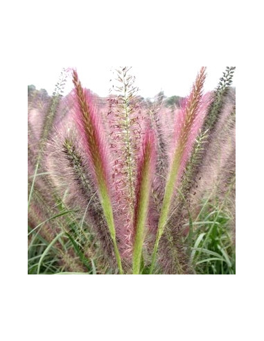 Pennisetum alopecuroides 'Red Head' XL - perjanka