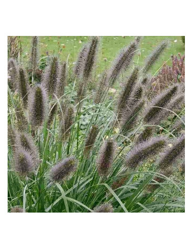 Pennisetum alop. 'Black Beauty' - perjanka