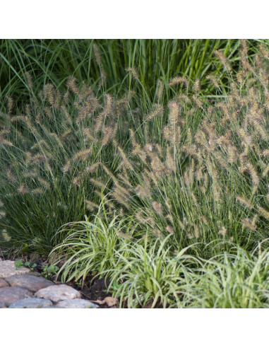 Pennisetum  alopecuroides 'Little Bunny' - perjanka