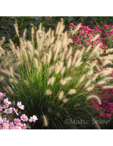 Pennisetum  alopecuroides 'Hameln' - perjanka