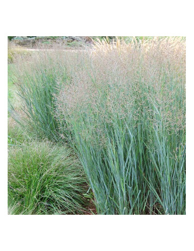 Panicum virgatum 'Heavy Metal' XL - proso