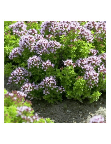 Origanum vulgare 'Compactum' - origano