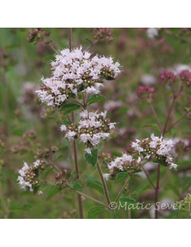 Origanum vulgare XL - origano, dobra misel