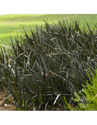 Ophiopogon planiscapus 'Nigrescens'  - kačja brada XL