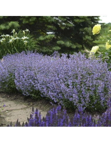 Nepeta x faassenii 'Walker's Low' - mačja meta