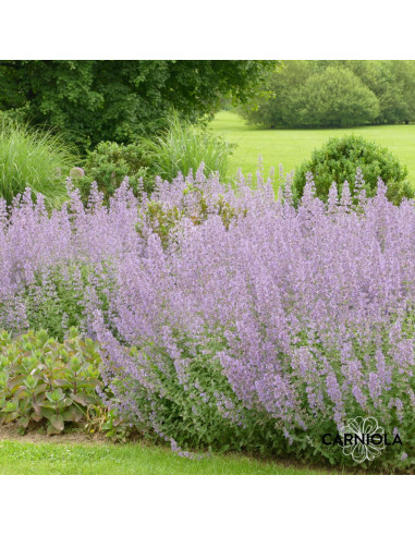 Nepeta 'Six Hills Giant' - mačja meta