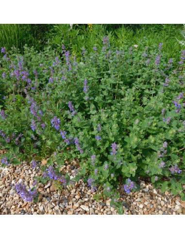 Nepeta racemosa 'Little Titch' - mačja meta