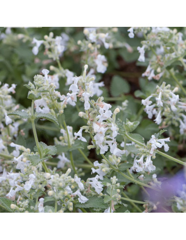 Nepeta racemosa 'Snowflake'- mačja meta