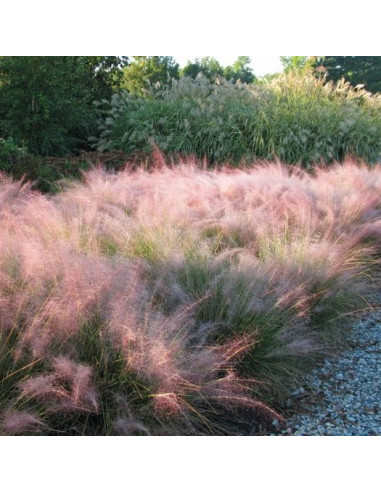 Muhlenbergia capillaris XL - srakoperka