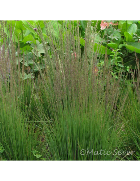 Molinia caerulea subsp. caer. 'Edith Dudszus' - modra stožka