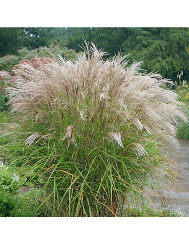 Miscanthus sinensis 'Kleine Silberspinne' XL - kitajski trstikovec, miskant