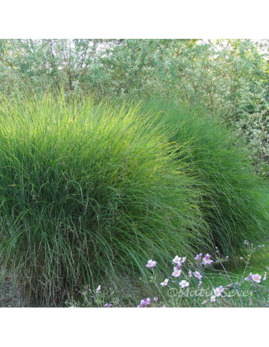 Miscanthus sinensis 'Gracillimus' - kitajski trstikovec, miskant