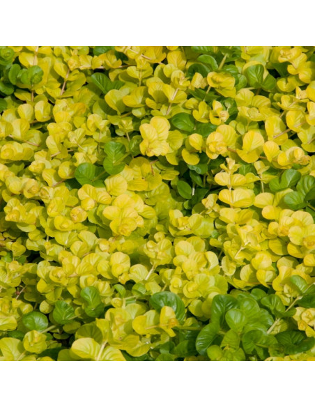 Lysimachia nummularia 'Aurea' - pijavčnica