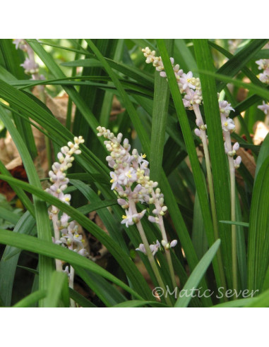 Liriope spicata - liriopa