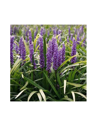 Liriope muscari 'Moneymaker' - liriopa XL